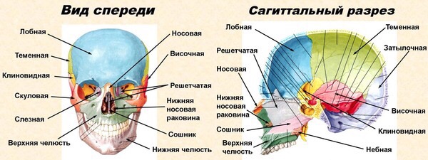 Two skull views with coloured regions, labels and pointer lines.