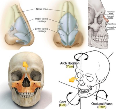 Labelled nasal and skull diagrams with rotation axes.