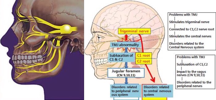 Baş sinirlerinin anatomisi ve TMJ, C1 ile C2 bağlantılarının özgün şeması.