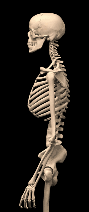 Nine animation frames of a lateral skeleton changing head, jaw and torso position.