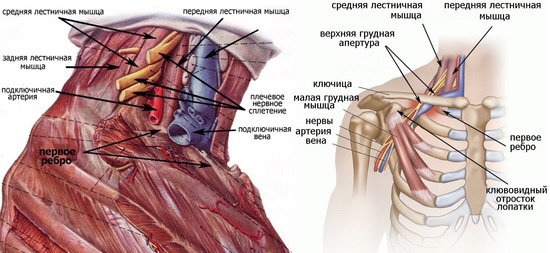 Two labelled diagrams of neck and upper chest muscles, vessels and nerves.
