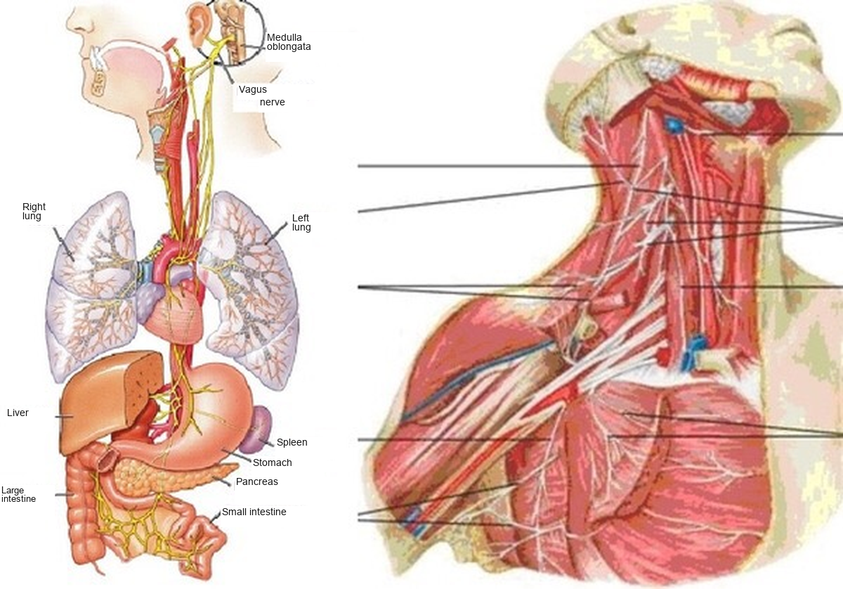 Vagus nerve and organs beside enlarged neck anatomy.